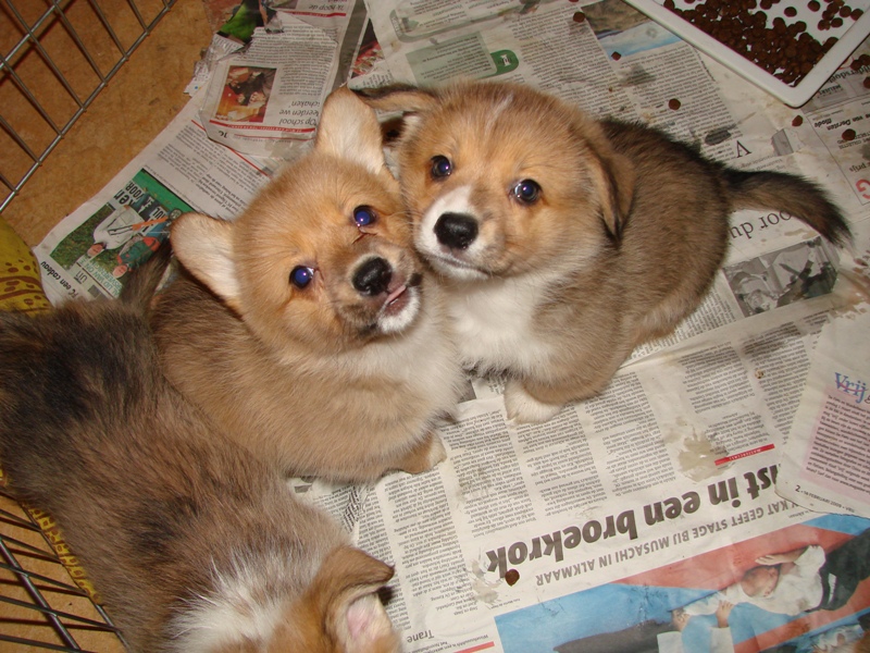 Puppies